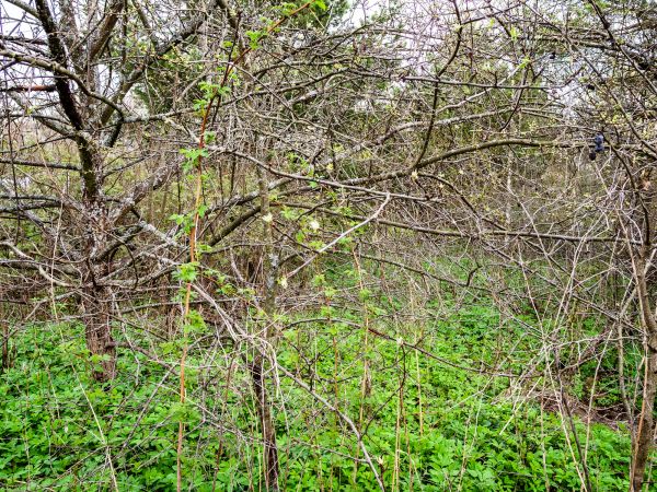 Underbrush Clearing in Granbury