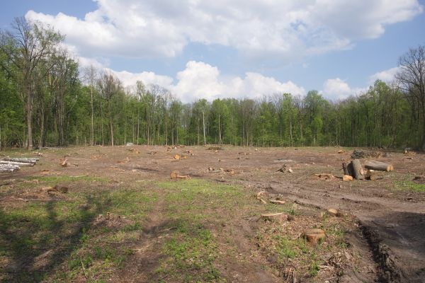 Cost of Pasture Clearing in Granbury