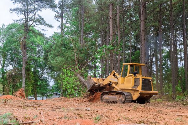 Forest Thinning in Granbury