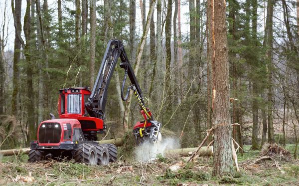 Cost of Forest Clearance Service in Granbury