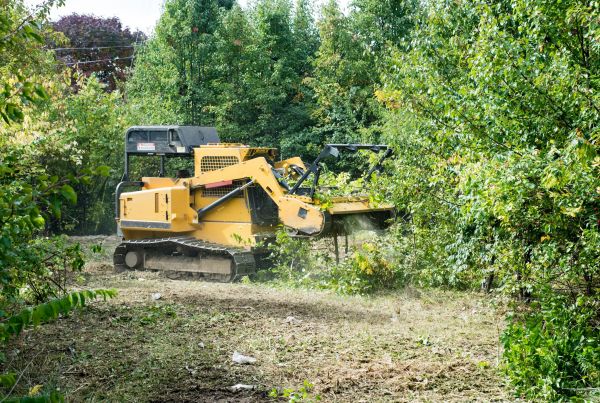 Cost of Pathway Clearing in Granbury